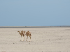 Camelus dromedarius