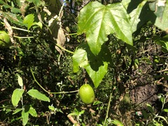 Passiflora herbertiana herbertiana