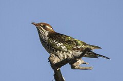 Chrysococcyx caprius