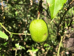 Passiflora herbertiana herbertiana