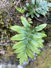 Polypodium cambricum
