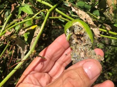 Passiflora herbertiana herbertiana