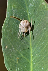 Araneus circulissparsus