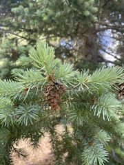 Pseudotsuga menziesii