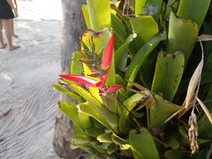 Aechmea nudicaulis