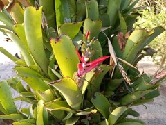 Aechmea nudicaulis