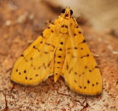 Conogethes punctiferalis