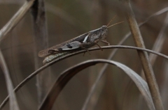 Stenocatantops angustifrons