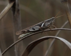Stenocatantops angustifrons