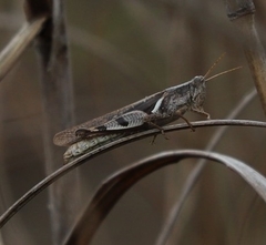 Stenocatantops angustifrons