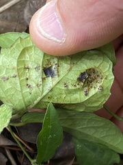 Dolichandra unguis-cati