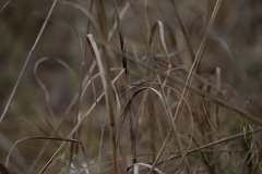 Stenocatantops angustifrons