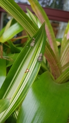 Opisthoncus quadratarius