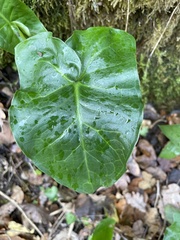 Arum italicum