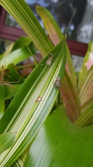 Opisthoncus quadratarius