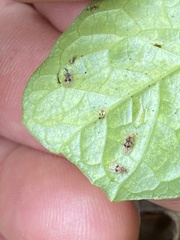 Dolichandra unguis-cati