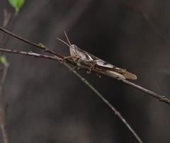 Stenocatantops angustifrons