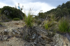 Westringia rubiifolia