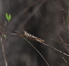 Stenocatantops angustifrons