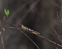 Stenocatantops angustifrons