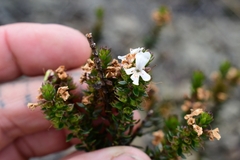 Westringia rubiifolia