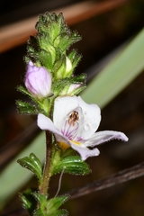 Euphrasia amplidens