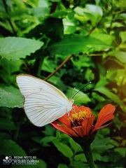 Ascia monuste monuste