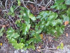 Thaumatophyllum corcovadense