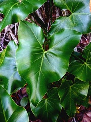 Thaumatophyllum corcovadense