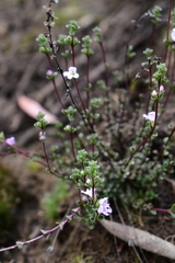 Euphrasia amplidens