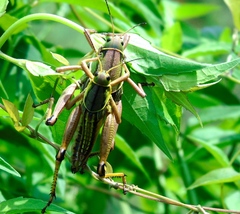 Brachystola behrensii