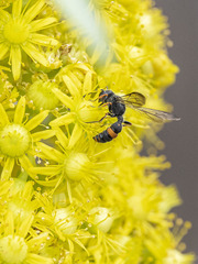 Cerceris concinna