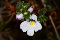 Euphrasia amplidens