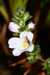 Euphrasia amplidens