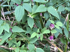 Clematis lasiandra