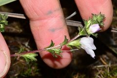 Euphrasia amplidens