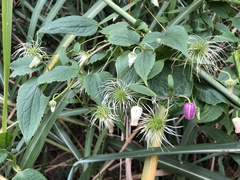 Clematis lasiandra