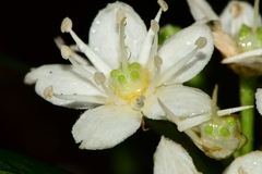 Acradenia frankliniae