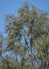 Eucalyptus thozetiana