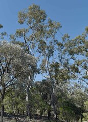 Eucalyptus thozetiana