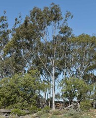 Eucalyptus thozetiana