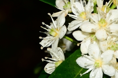 Acradenia frankliniae