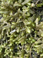 Porella arboris-vitae
