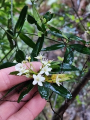 Acradenia frankliniae