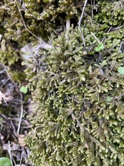 Porella arboris-vitae