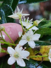 Acradenia frankliniae