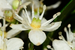 Acradenia frankliniae