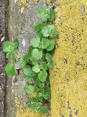 Veronica hederifolia-sublobata-triloba
