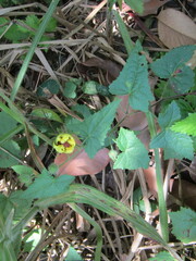 Pavonia cancellata