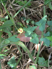 Pavonia cancellata